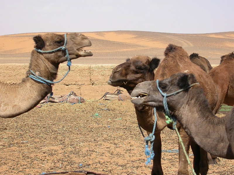 kamels